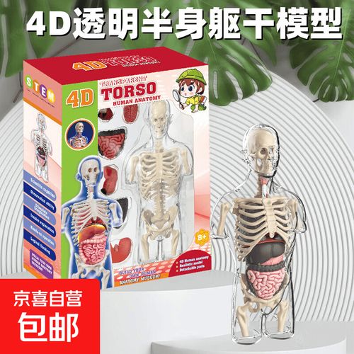 探索生命奧秘 孕婦解剖模型玩具套裝，開啟孩子的4D科學(xué)啟蒙之旅